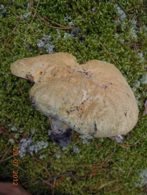 Синяк или гиропорус синеющий (Gyroporus cyanescens)