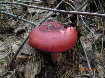 Сыроежка буреющая (Russula xerampelina)