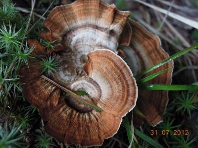 Сухлянка двухлетняя (Coltricia perennis), внешняя сторона шляпки