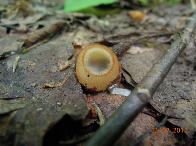 Гумария полушаровидная (Humaria hemisphaerica), общий вид