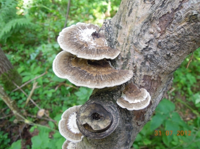 Траметес разноцветный (Trametes versicolor)