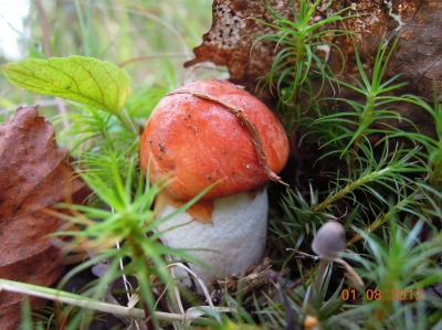 Подосиновик (осиновик) красный или красноголовик (Leccinium aurantiacum), молодое плодовое тело