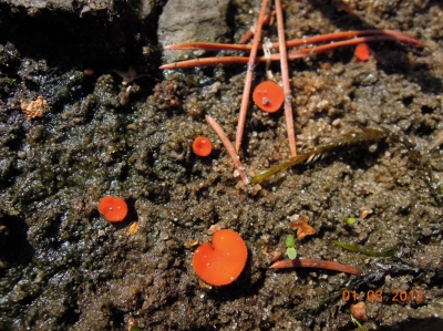 Скутеллиния блюдцевидная (Scutellinia ccutellata), общий вид