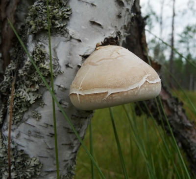 Трутовик берёзовый (Piptoporus betulinus)