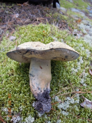 Синяк или гиропорус синеющий (Gyroporus cyanescens)
